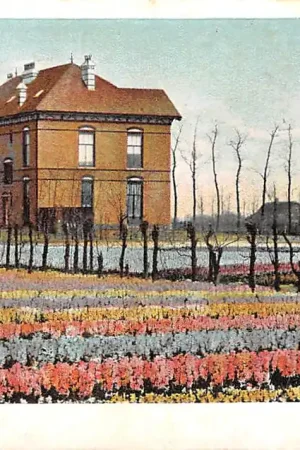 Lisse Hillegom Sassenheim 1900 Hyacinthenvelden Bloembollenvelden HC55149 Autentyczny