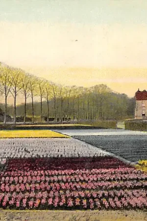 Lisse Hillegom Sassenheim In het Bollenland 1910 Bloembollenvelden HC54777 Niska cena