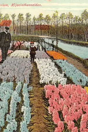 Bezpieczna płatność Omstreken Haarlem Hijacinthenvelden 1909 Bloembollenvelden HC54776