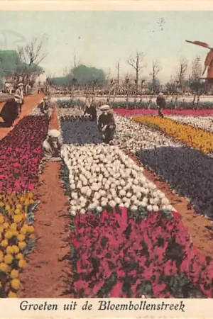 Lisse Hillegom Sassenheim Groeten uit de Bollenstreek Molen Bloembollenvelden HC53908 Nowość