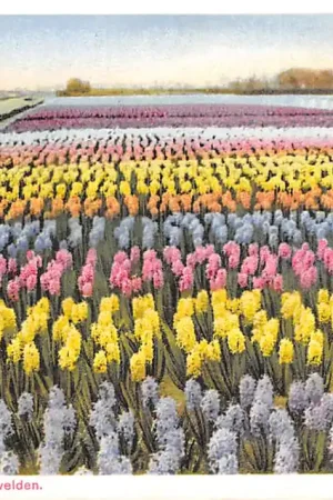 Lisse Hillegom Sassenheim Bloembollenvelden 1937 HC53930 Tani