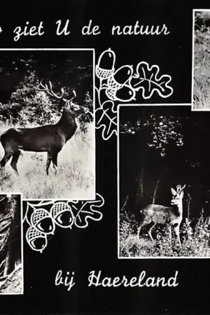 Premium 't Harde Zo ziet u de natuur bij Haereland Landgoed De Haere Dieren op de Veluwe HC53784