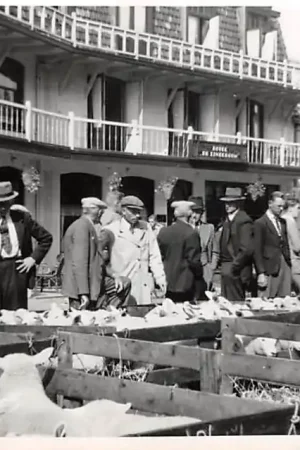 Oryginalny Den Burg Texel Gevaert Fotokaart Schapen markt voor Hotel de Lindeboom Garage HC53708