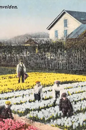Autentyczny Lisse Hillegom Sassenheim Hollandsche Bloemenvelden Bloembollenvelden HC53662