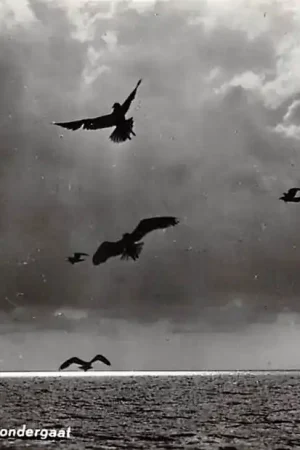 Terschelling Als de zon ondergaat zwevende meeuwen boven de zee 1961 HC53631 Wysoka jakość