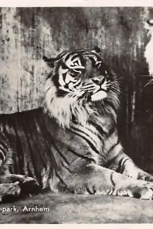 Arnhem Tijgers in Burgers' Natuur-Dierenpark Zoo Dierentuin 1943 HC53529 Rabat