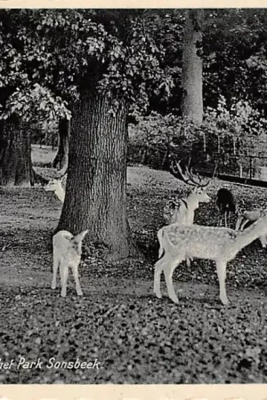 Arnhem Hertenkamp in het Park Sonsbeek 1937 HC53318 Promocja