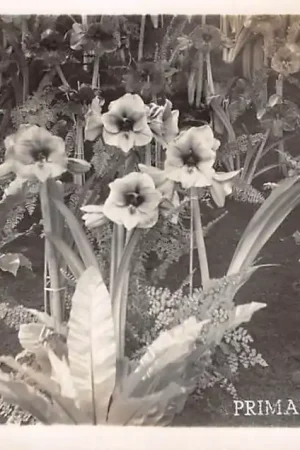 Rotterdam Primavera 1936 Nenijtohal Bloemententoonstelling FotokaartHC52745 Wysoka jakość