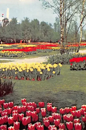 Lisse Keukenhof De bloemenvelden in bloei Bloembollenvelden HC52536 Bezpieczna płatność