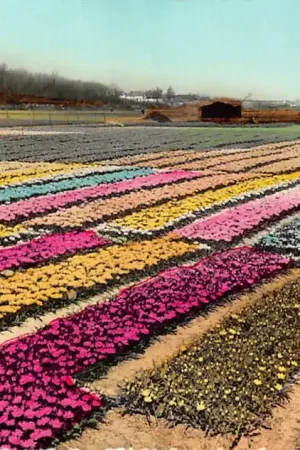 Lisse Hillegom Sassenheim Holland's bollenvelden Bloembollenvelden 1955 HC52535 Promocja