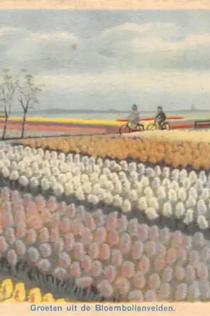 Lisse Hillegom Sassenheim Fietsers Groeten uit de Bloembollenvelden HC52529 Popularny