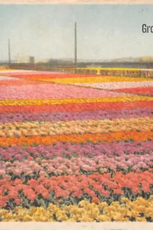 Lisse Hillegom Sassenheim Groeten uit Holland Bloembollenvelden HC52526 Kup teraz