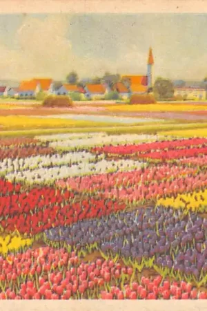 Autentyczny Lisse Hillegom Sassenheim Bloembollenvelden HC52525