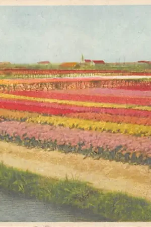 Lisse Hillegom Sassenheim Bloembollenvelden HC52524 Kup teraz