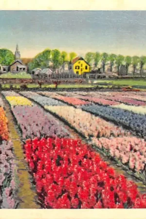 Rabat Lisse Hillegom Sassenheim Hollandse Bloembollenvelden HC52522