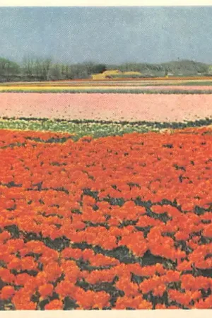 Egmond Uitgebreide velden dubbele tulpen bij Egmond Bloembollenvelden HC52520 Oryginalny