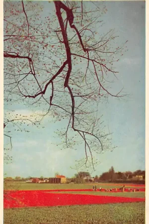 Katwijk aan den Rijn Nieuw aangelegde tulpen velden bij Katwijk Bloembollenvelden HC52518 Niska cena