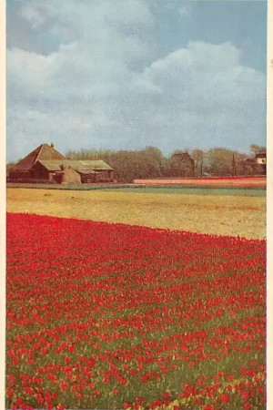 Egmond Tulpen velden bij Egmond Bloembollenvelden HC52517 Ostatnia szansa