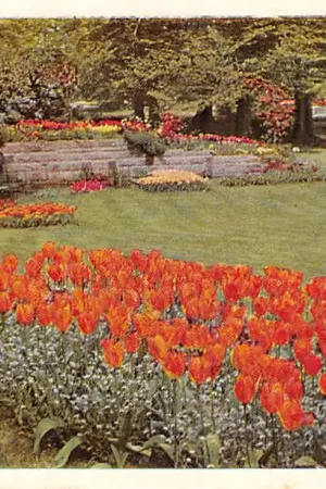 Lisse Keukenhof 1956 Bloembollenvelden HC52516 Kup teraz