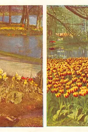 Lisse Keukenhof Bloembollenvelden HC52515 Rabat