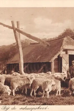 Szybka dostawa Op de Veluwe Bij de schaapskooi met kudde schapen en herder Klederdracht Vintage 1927 HC52142