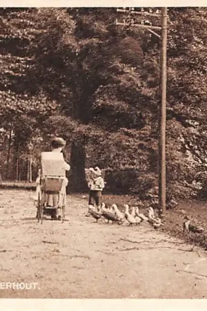 Haarlem Haarlemmerhout Moeder met kinderwagen en kind die de eendjes voert HC51947 Zamów teraz