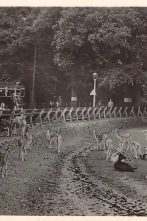 Haarlem Hertenkamp met Tram HC51944 Szybka dostawa