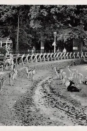 Popularny Haarlem Hertenkamp met Tram HC51940
