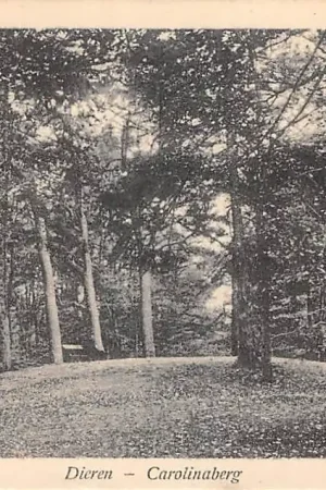 Zamów teraz Dieren Carolinaberg HC51760