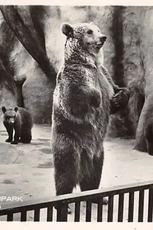 Premium Rhenen Ouwehands Dierenpark Bruine beer met in het park geboren jongen Zoo Dierentuin HC51633