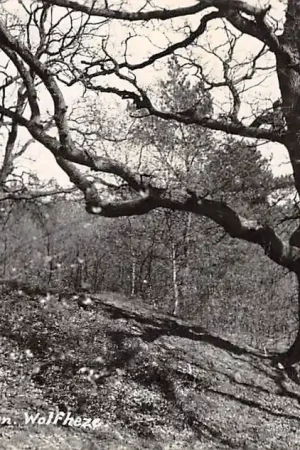 Wolfheze Bij de Wodanseiken 1938 Newo fotokaart HC51572 Oryginalny