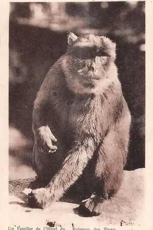 Algerije Blida Gorges de la Chiffa Ruisseau des Singes Un Familier de L'Hotel Zoo Dierentuin Aap Alger Algeria Afrika HC51009 Oferta limitowana