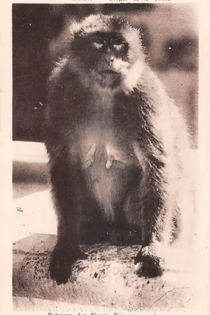 Algerije Blida Gorges de la Chiffa Ruisseau des Singes Zigomar Zoo Dierentuin Aap Alger Algeria Afrika HC51008 Niska cena