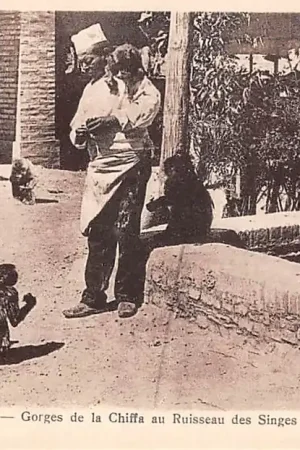 Zamów teraz Algerije Blida Gorges de la Chiffa au Ruisseau des Singes Zoo Dierentuin Apen Alger Algeria Afrika HC51005