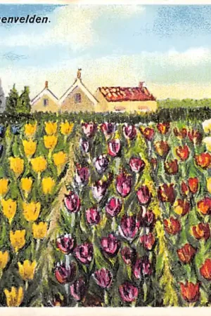 Ekspresowa dostawa Lisse Hillegom Sassenheim Groeten uit de bloemenvelden Bloembollenvelden HC50930