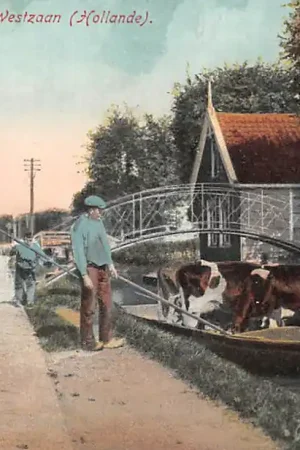 Westzaan Schuit met koeien Achterzijde Franstalige Reclame Blooker's Daalders Cacao Zaandam HC50730 Najlepsza cena