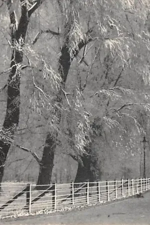 Middelharnis Ring in de sneeuw Winter HC50049 Oryginalny