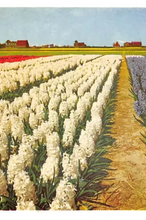 Bloembollenvelden Hyacinten Lisse Hillegom Sassenheim HC49698 Najlepsza cena