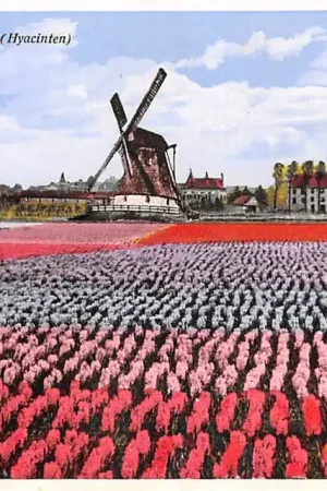 Promocja Lisse Hillegom Sassenheim Bloeiende Bloembollenvelden Hyacinten Molen HC49311