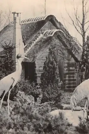 Alphen aan den Rijn Int. Vogelpark Avifauna Saras-kranen op het strand 1950 HC49392 Szybka dostawa