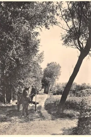 Haaren (N.B.) Landelijke weg op de zandgronden Paard en wagen 5 Cents kaart Landschapserie Nr. 6 Oisterwijk HC48609 Ekspresowa dostawa