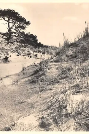 Najlepsza cena Hoenderloo (GLD) Het Nationale Park De Hoge Veluwe Zandverstuivingen 5 Cents kaart Landschapserie Nr. 4 HC48603