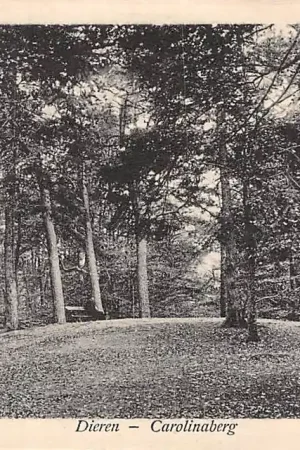 Dieren (GD) Carolinaberg Rheden HC273 Kup teraz