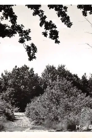 Premium Drouwenerzand Mooi Drenthe 1962 Drouwen Borger HC55993