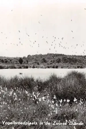 Promocja Steenbergen - Roden Vogelbroedplaats in de Zuurse Duinen Drenthe 1962 HC47637
