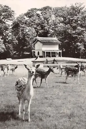 Wyprzedaż Assen Hertenkamp 1959 HC45886