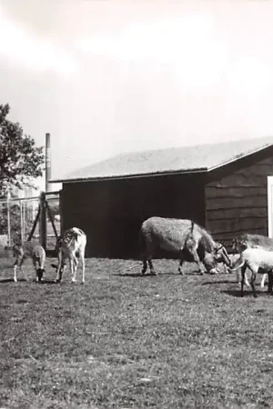 Beilen Dierenparkje met herten en schapen 1967 Drenthe HC45884 Kup teraz