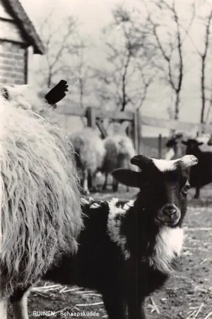 Ekspresowa dostawa Ruinen Drenthe Schaapskudde 1967 HC45285