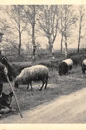 Oryginalny Meppel De Drentsche Scheper Herder met schapen en hond 1941 HC38894