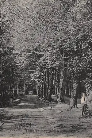 Assen Laan in het Bosch HC38618 Premium